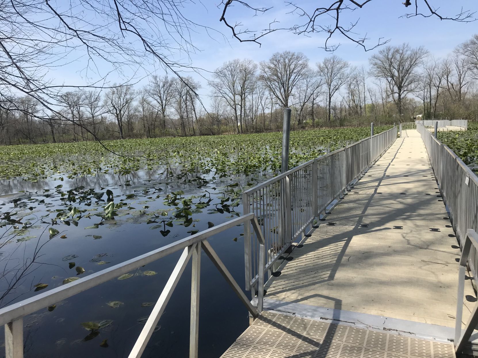 Arlington Wetlands